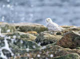 Snowy Owl - Bubo scandiacus