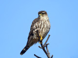 Merlin - Falco columbarius