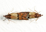 6019 - Indian Meal Moths - Plodia interpunctella