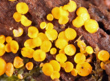 Yellow Fairy Cups - Calycina citrina 
