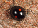 Twice-stabbed Lady Beetle - Chilocorus stigma