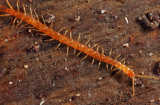 Bark Centipede - Cryptops hortensis