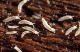 Heteraphorura subtenuis