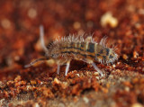 Orchesella celsa