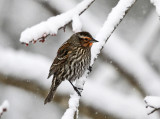 Red-winged Blackbird - Agelaius phoeniceus