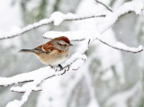 American Tree Sparrow - Spizella arborea