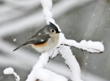 Tufted Titmouse in a snow storm