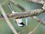 Black-capped Chickadee drinking from an icicle