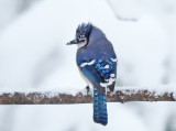 Blue Jay - Cyanocitta cristata