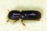 Xyleborinus attenuatus