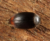 Eucinetus haemorrhoidalis