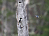 Tree Swallows - Tachycineta bicolor