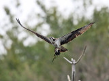 Osprey carrying nest material 