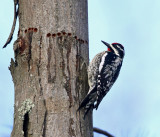 Yellow-bellied Sapsucker - Sphyrapicus varius 