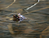Northern Leopard Frog - Lithobates pipiens