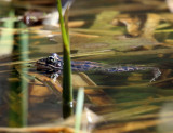 Northern Leopard Frog - Lithobates pipiens