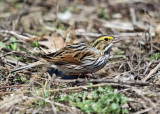 Savannah Sparrow - Passerculus sandwichensis