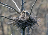 Great-horned Owl and owlet