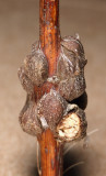 Asteromyia tumifica (gall)