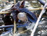 Spring Peeper - Pseudacris crucifer