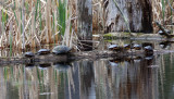 Blanding's Turtle - Emydoidea blandingii