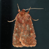 10994 - Reddish Speckled Dart - Cerastis tenebrifera
