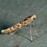 Caloptilia sp.