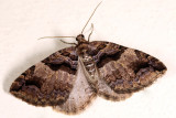 7329 - Variable Carpet - Anticlea vasiliata