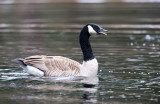 Canada Goose - Branta canadensis