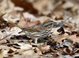 Song Sparrow - Melospiza melodia