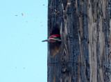 Pileated Woodpecker - Dryocopus pileatus