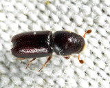 Pityophthorus sp.