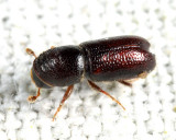 Pityophthorus sp.