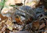 Eastern Box Turtle - Terrapene carolina carolina