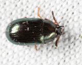 Neomida bicornis