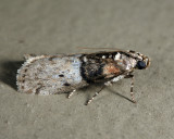 5808 - Tlascala reductella