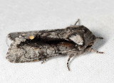 10012 - Chosen Sallow - Psaphida electilis