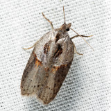 3543 – Stained-back Leafroller – Acleris maculidorsana