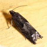3246 - Shagbark Hickory Leafroller - Pseudexentera cressoniana