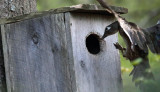 female Wood Duck flying into a nest box