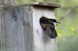female Wood Duck flying into a nest box