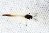 Microtendipes sp.