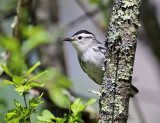 Black-and-white Warbler - Mniotilta varia