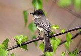 Eastern phoebe - Sayornis phoebe