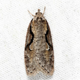 0912 - Packard's Concealer Moth - Semioscopis packardella