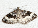 7394 - White-banded Toothed Carpet - Epirrhoe alternata