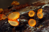 Arachnopeziza aurelia