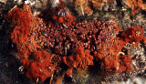 Tubifera ferruginosa (Raspberry Slime Mold)