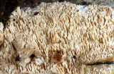 Irpex lacteus (Milk White Toothed Polypore)