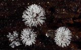 Ceratiomyxa fruticulosa